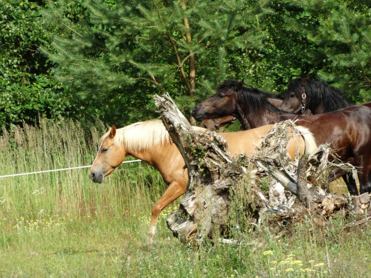 Farm stay Biale Wzgorze Okonek